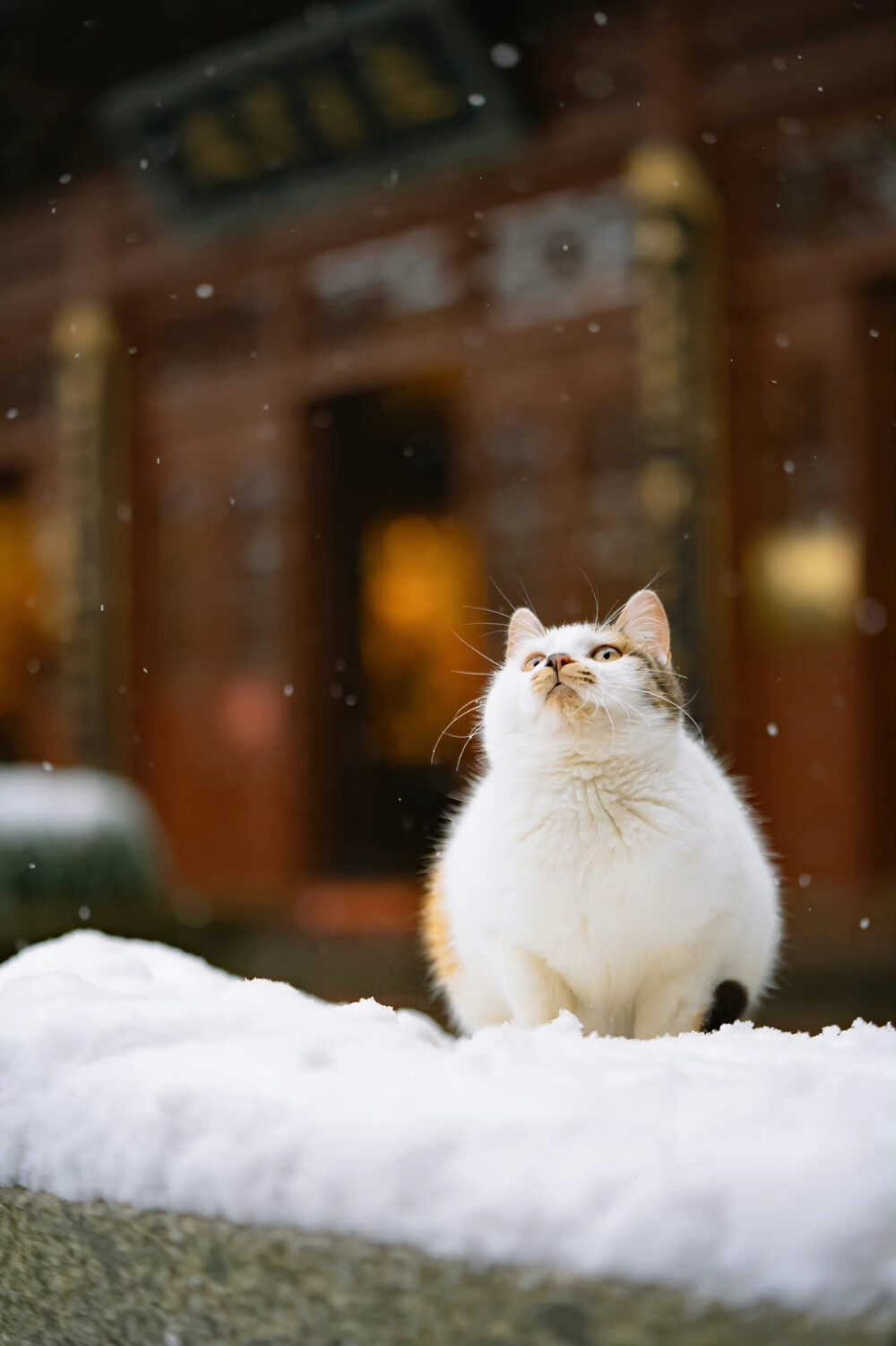 看雪猫猫 cr.喵呜不停