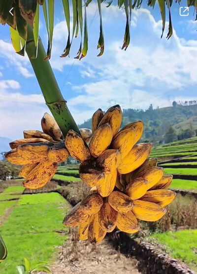 芭蕉