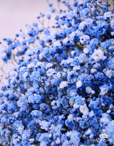 “有一种花它叫满天星，它的花语是”“我甘愿做配角”“瞒着所有人爱你”“我携满天星辰赠与你”“但仍觉得满天星辰不及你”