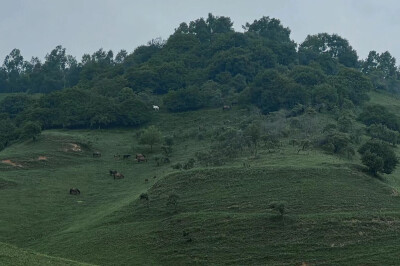 关山牧场