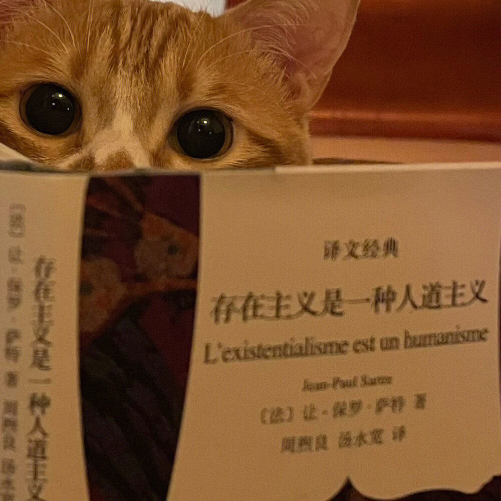 读书小猫