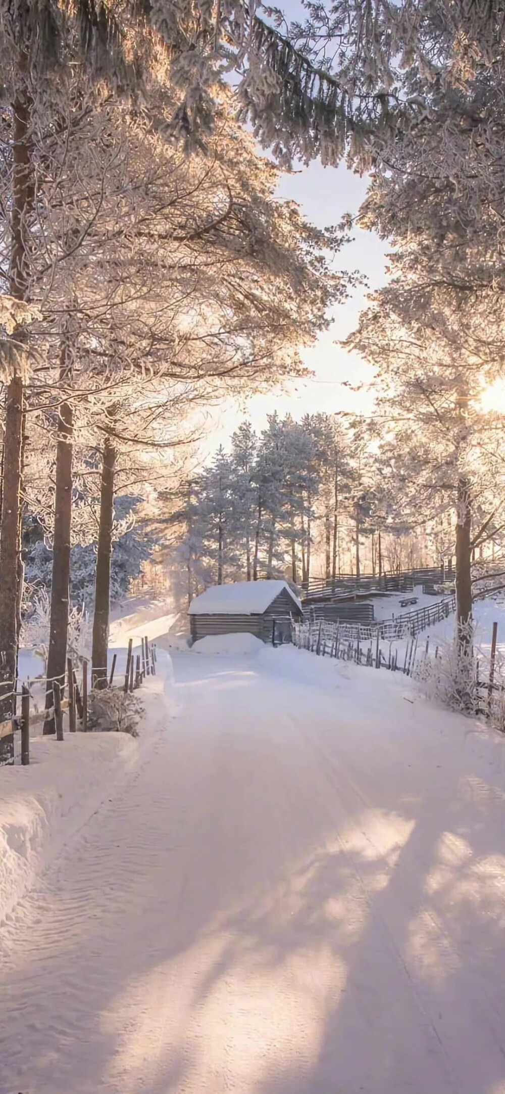 壁纸
雪