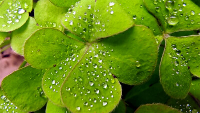 吉安随拍：酢浆草上的雨滴