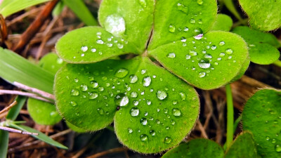 吉安随拍：酢浆草上的雨滴