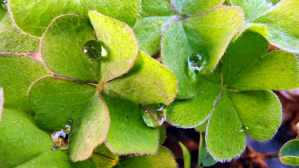 吉安随拍：酢浆草上的雨滴