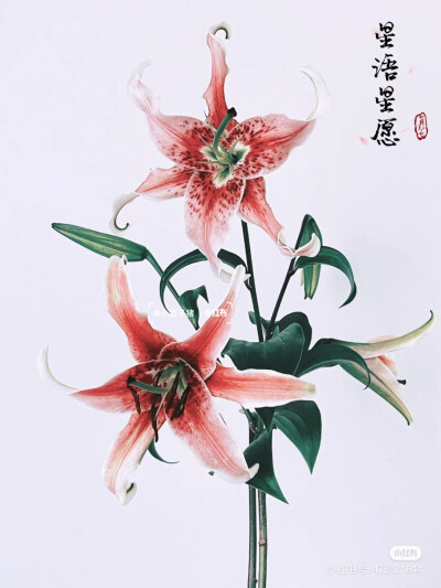 素材，花朵，植物，绘画