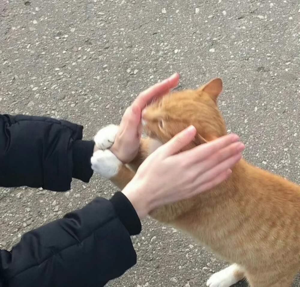 纯色