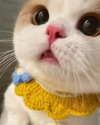 猫咪