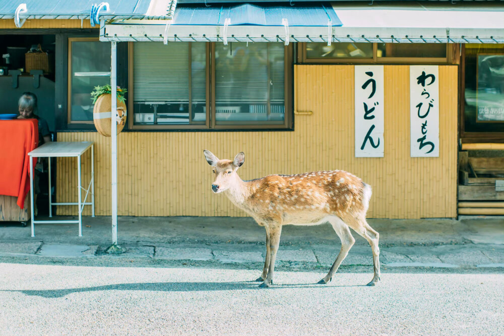日系壁纸 原创:小武拉莫