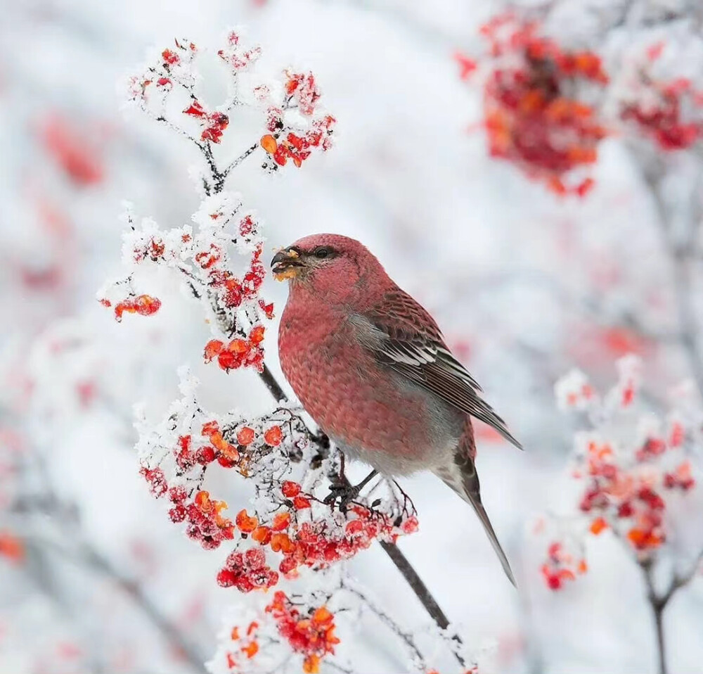 雪中春意