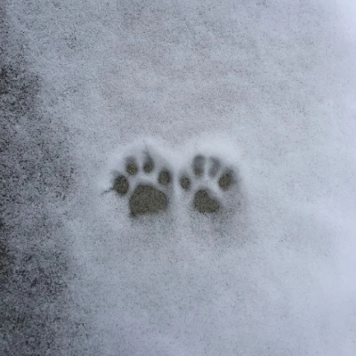 雪地