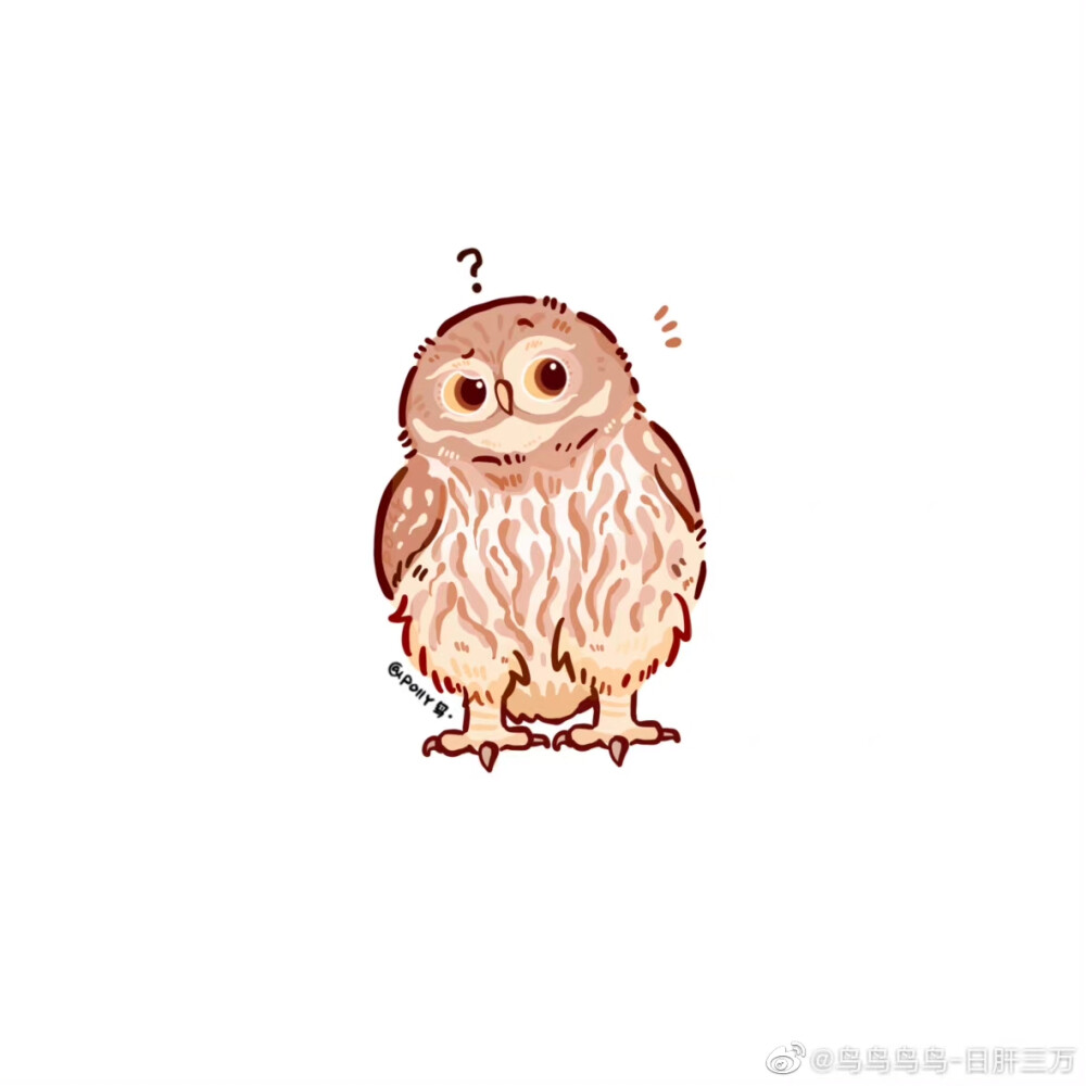 polly鸟鸟