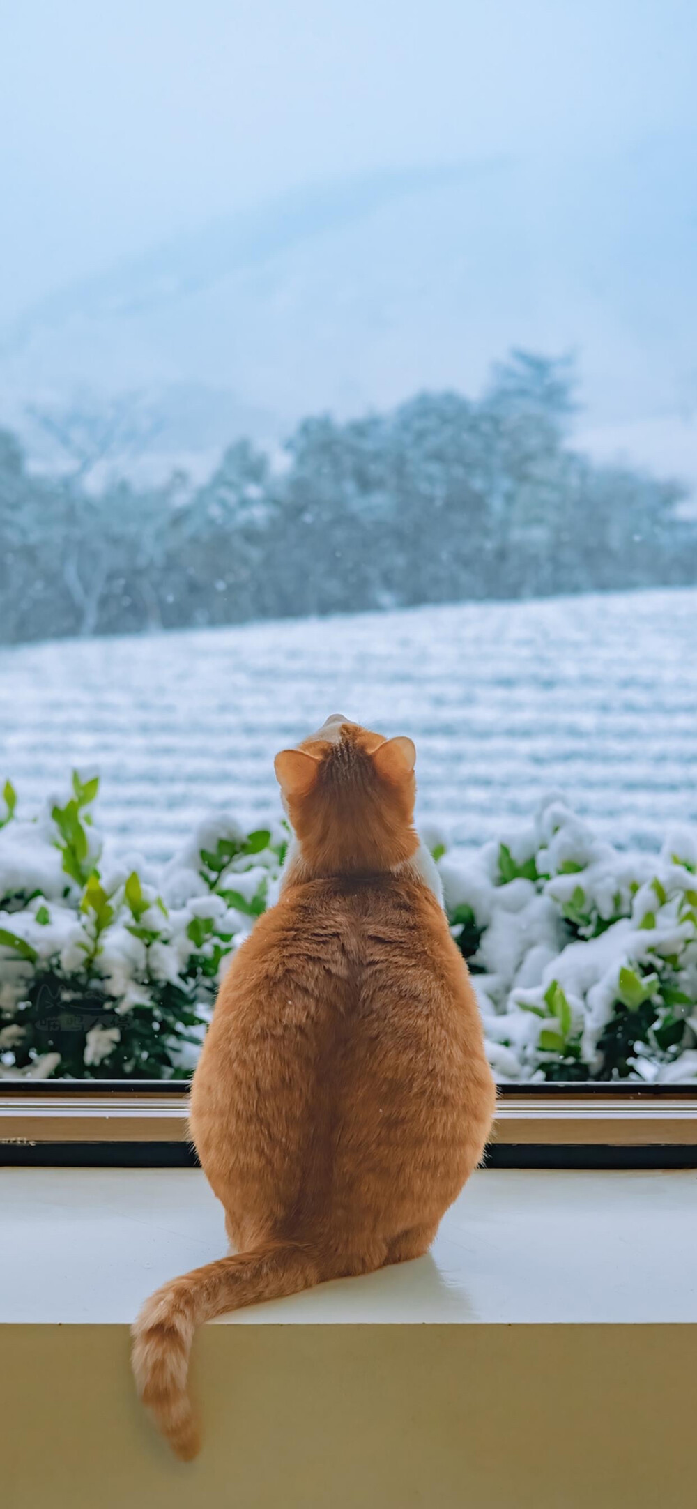 雪景壁纸