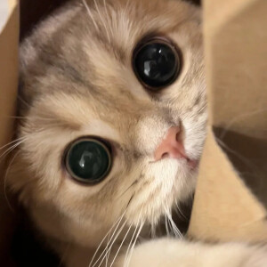 猫猫头像