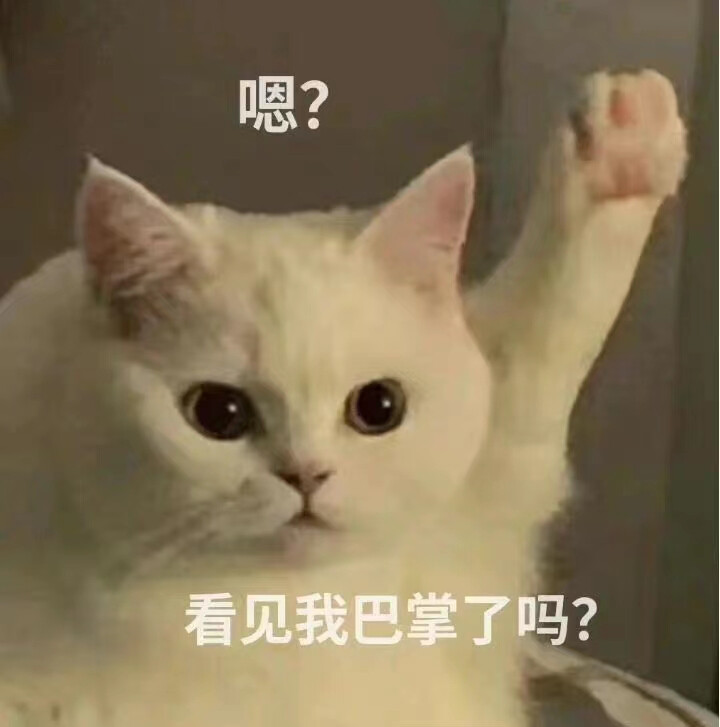 猫猫表情包