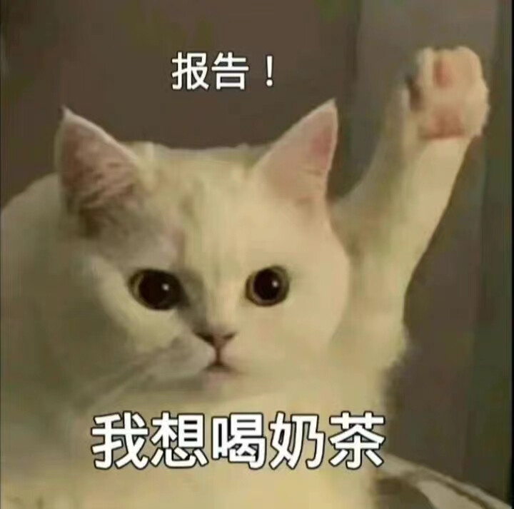 猫猫表情包