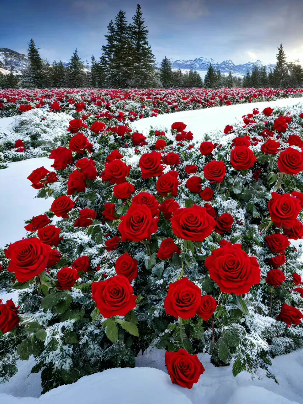 雪地玫瑰
图片作者：梦词悠落