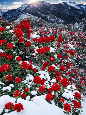 雪地玫瑰

图片作者：梦词悠落