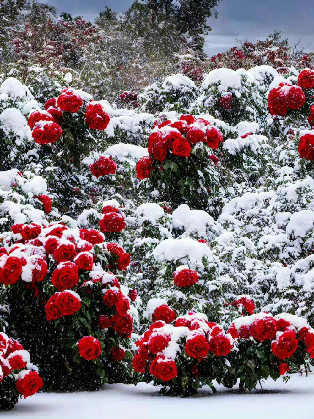 雪地玫瑰
图片作者：梦词悠落