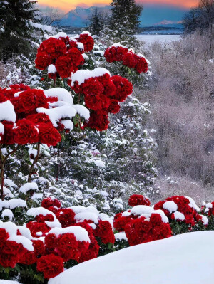 雪地玫瑰

图片作者：梦词悠落