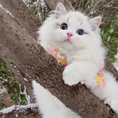 猫咪 头像