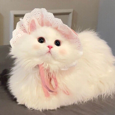 猫咪 头像