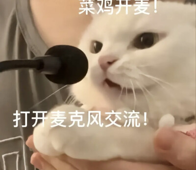 猫猫表情包