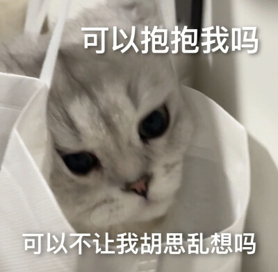 猫猫表情包