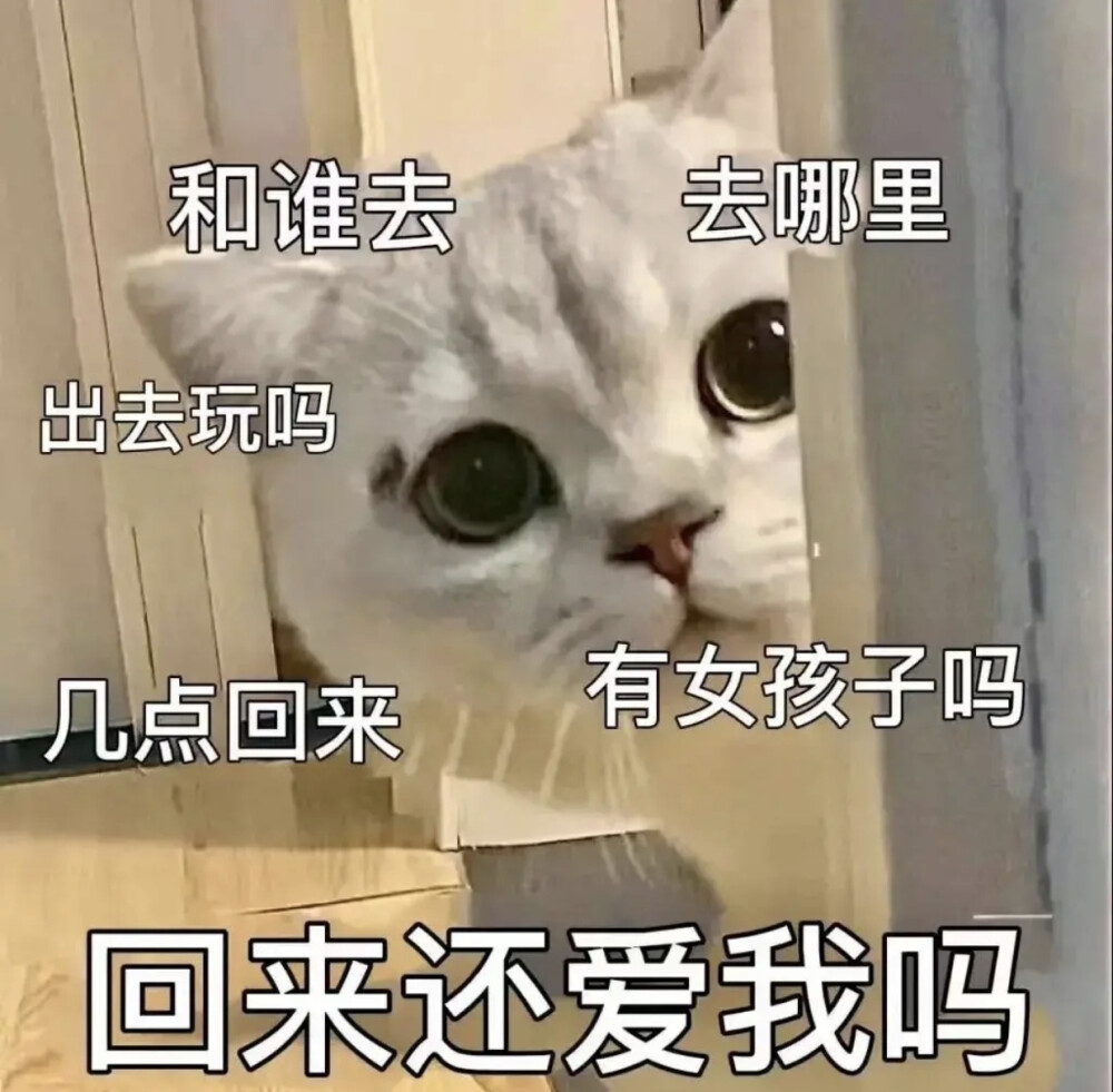 猫猫表情包