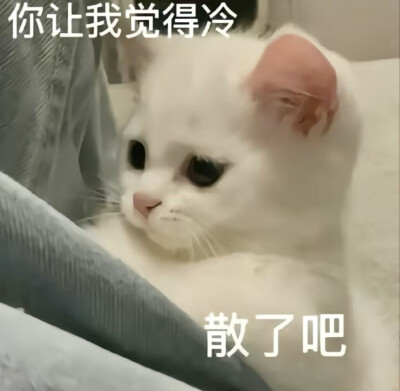 猫猫表情包