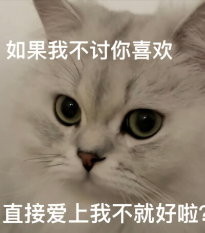 猫猫表情包