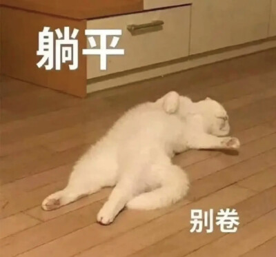 猫咪表情包