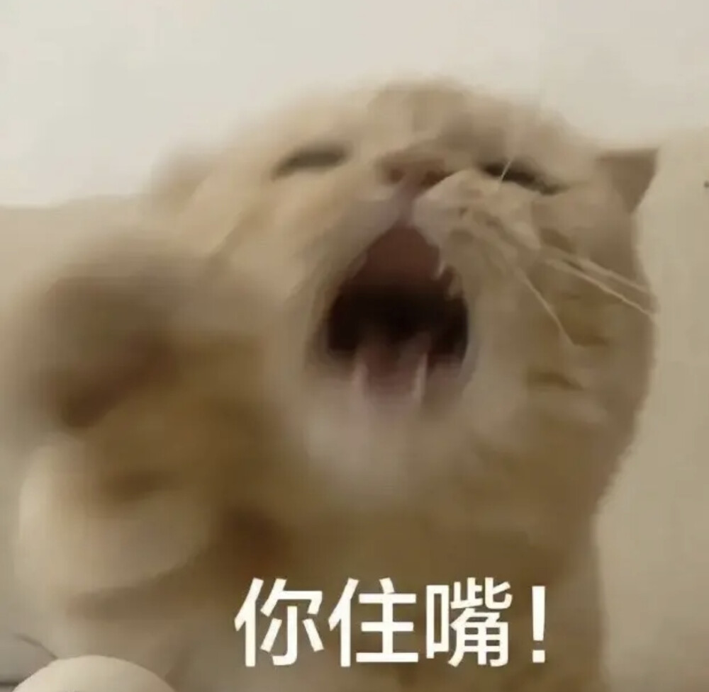 猫咪表情包