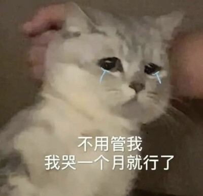 猫咪表情包