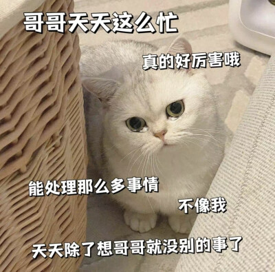 猫咪表情包