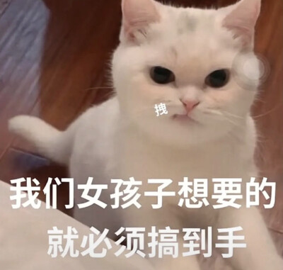 猫咪表情包