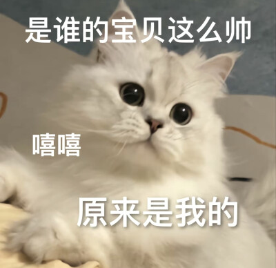 猫咪表情包