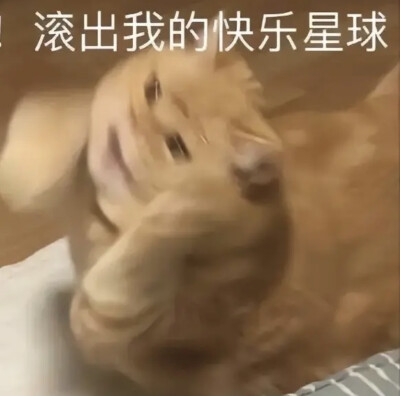 猫咪表情包