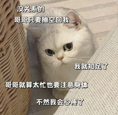 猫咪表情包