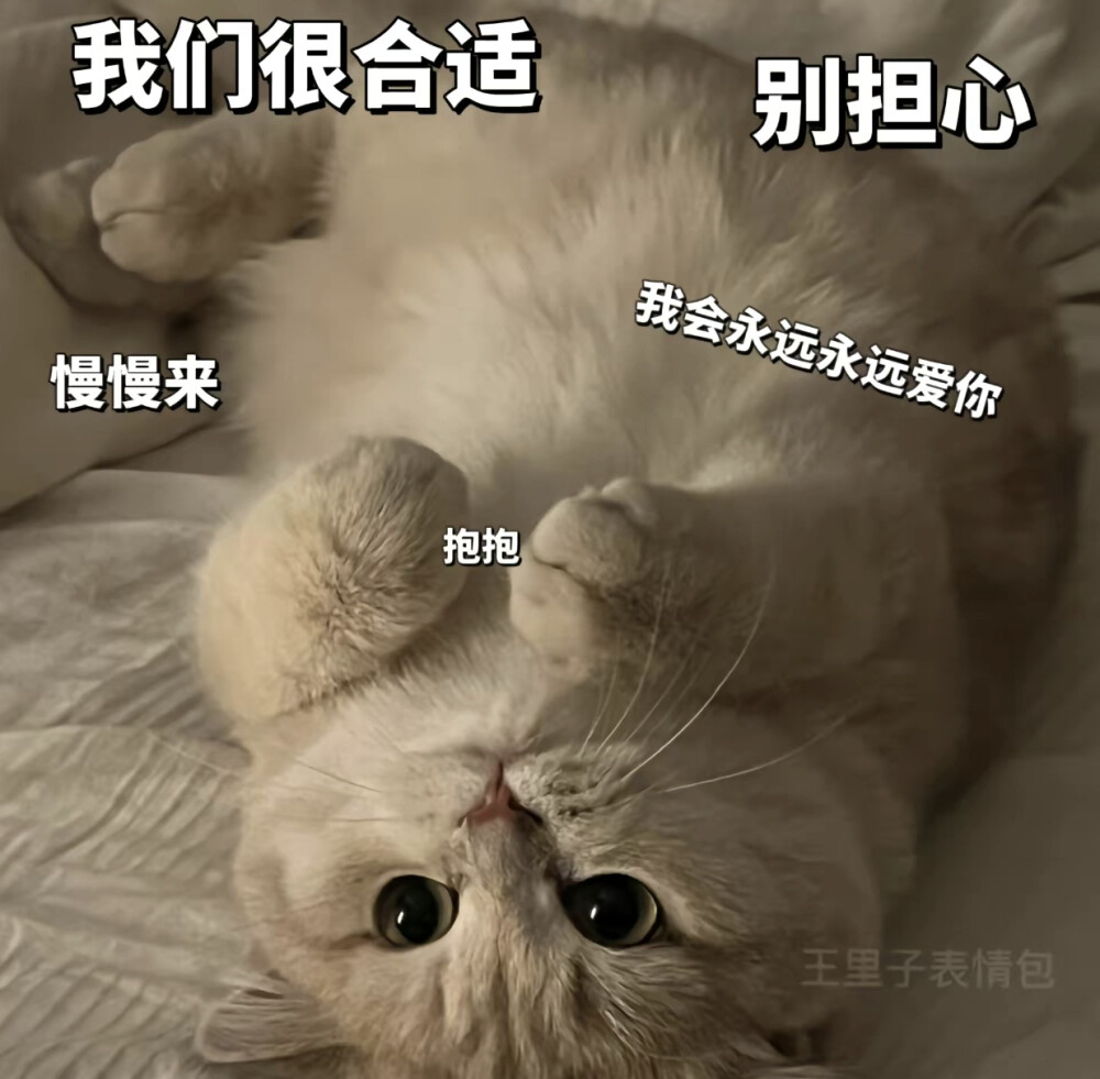 猫咪表情包