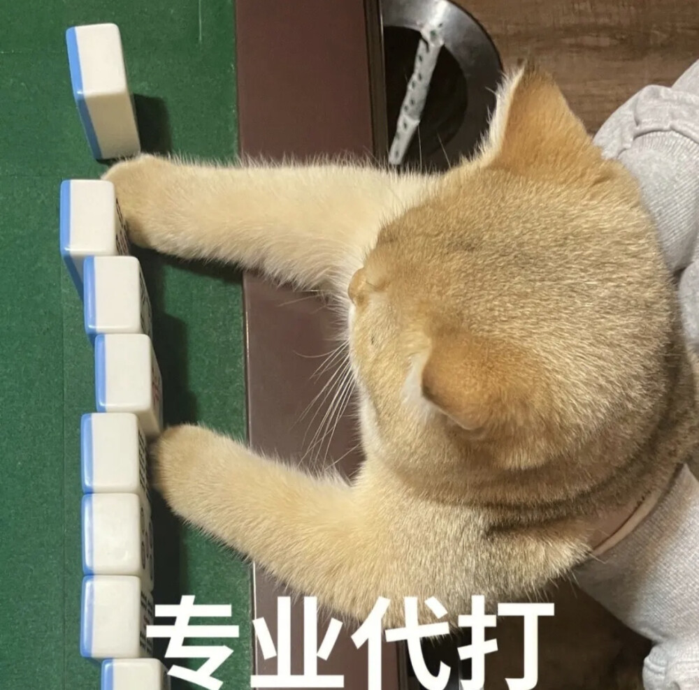 猫咪表情包