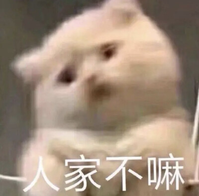 猫咪表情包