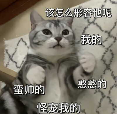 猫咪表情包