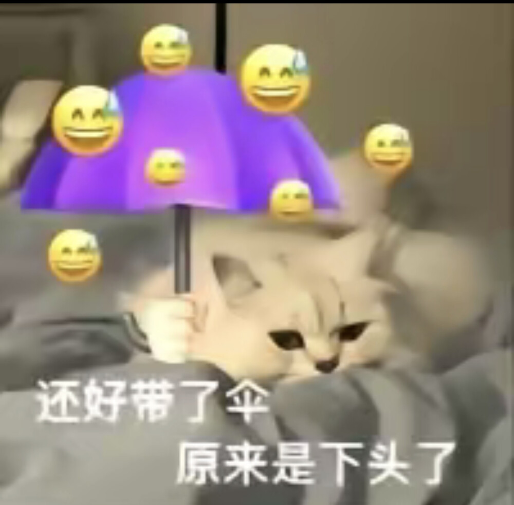 猫咪表情包