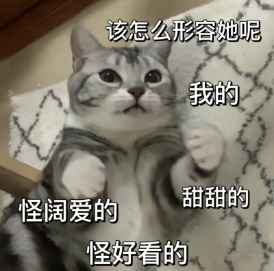 猫咪表情包