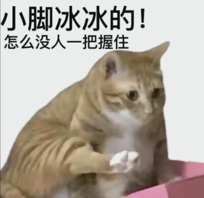 猫咪表情包