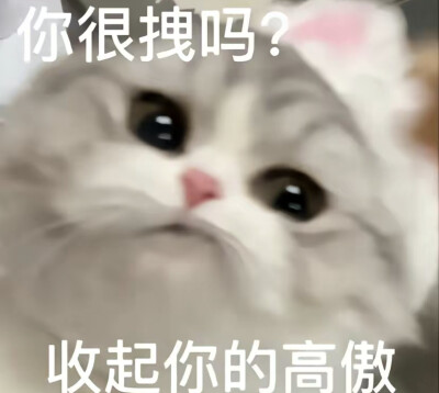 猫咪表情包