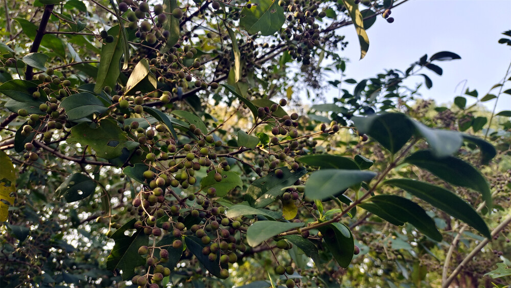 吉安随拍：女贞果实挂满枝头