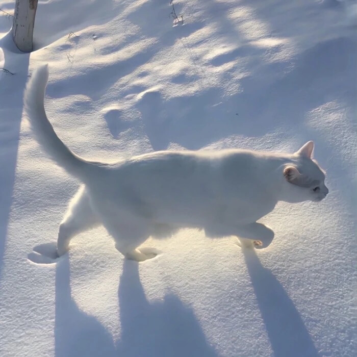 冬季雪地背景图