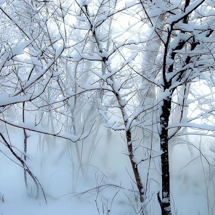 冬季雪地背景图